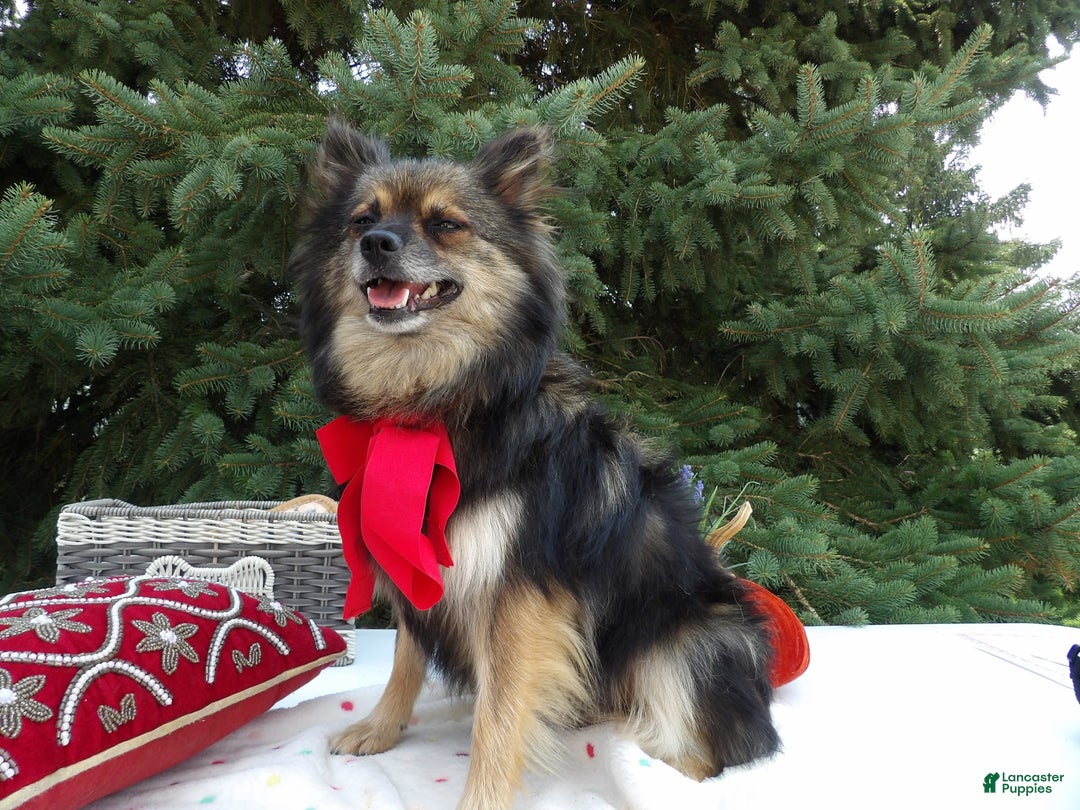Pomeranian dogs for sale: Erica - Image 2