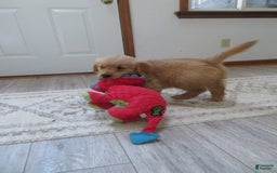 Golden Retriever dogs for sale: Truffle - Image 19