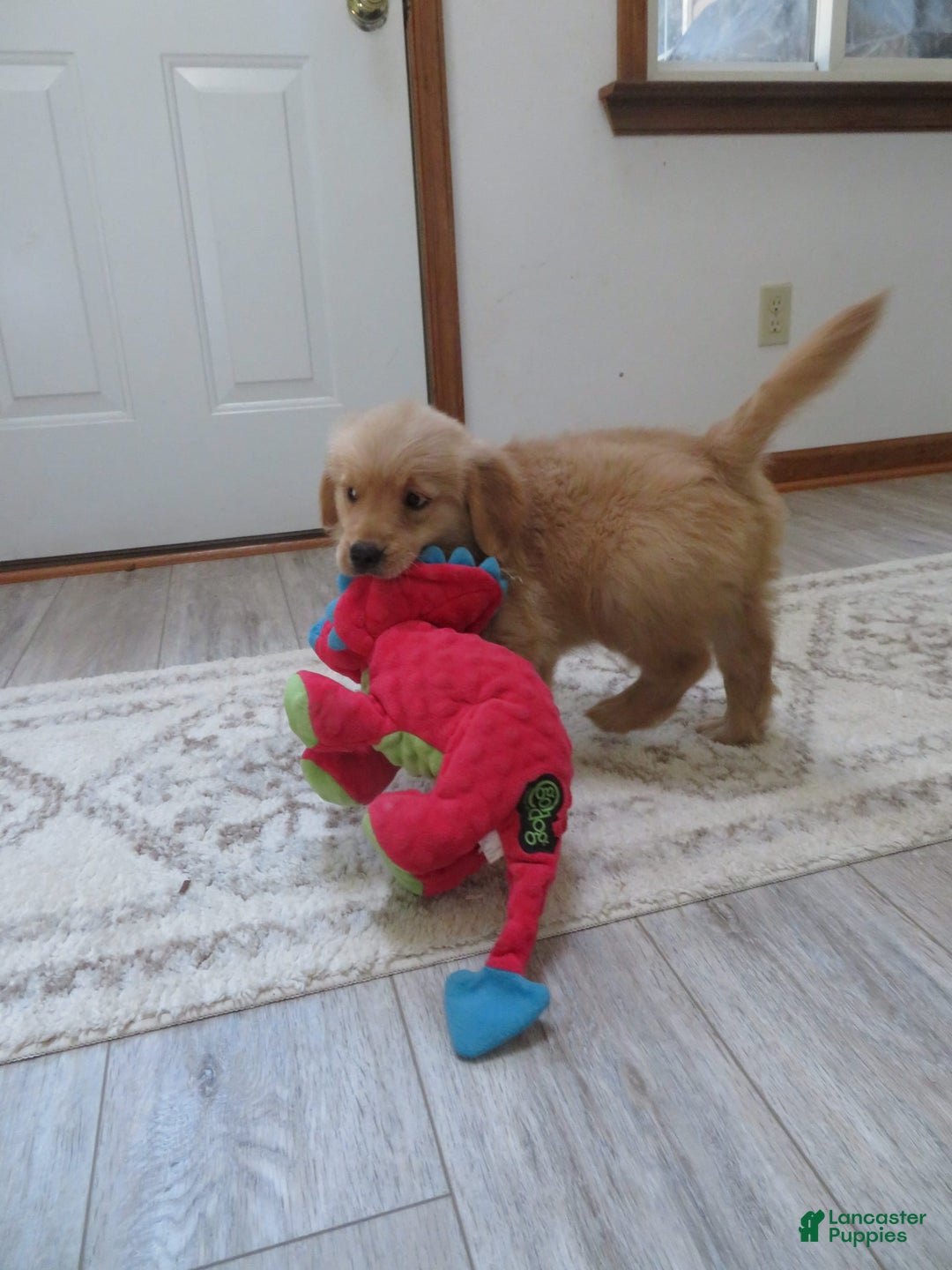Golden Retriever dogs for sale: Truffle - Image 19