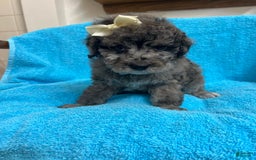 Miniature Poodle dogs for sale: Finn - Image 2