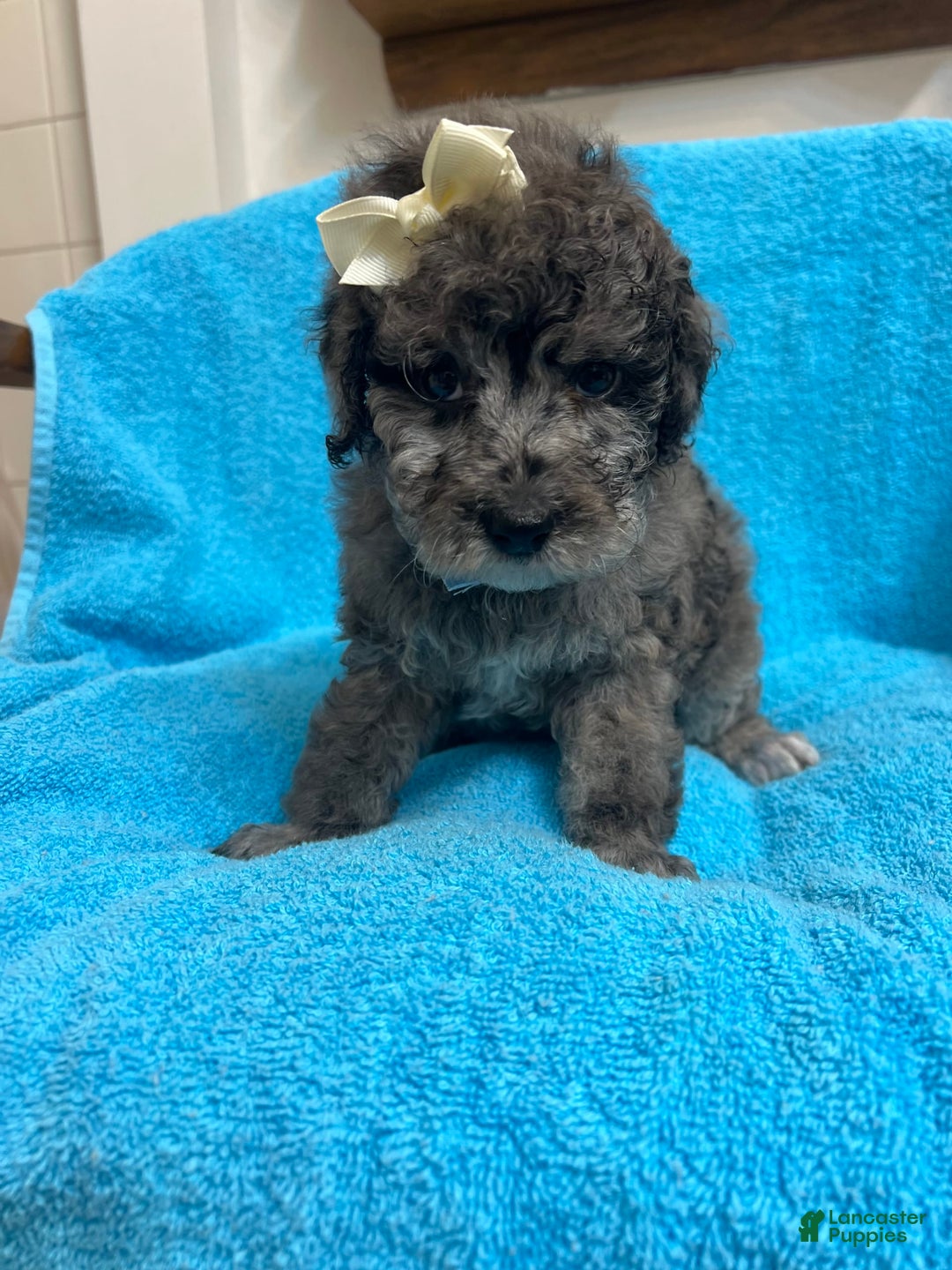 Miniature Poodle dogs for sale: Finn - Image 2