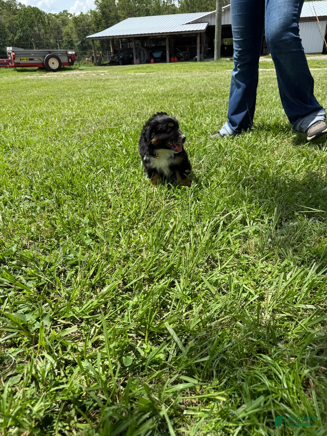  dogs for sale: Toy Australian Shepherd 2 puppies - Image 17
