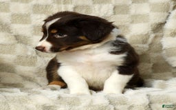 Miniature Australian Shepherd dogs for sale: Ava - Image 7