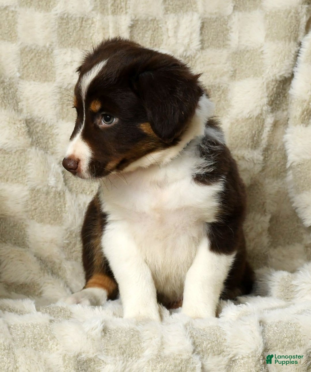 Miniature Australian Shepherd dogs for sale: Ava - Image 7