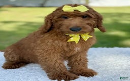 Goldendoodle dogs for sale: Channel - Image 6