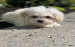 Havanese dogs for sale: Felicity - Image 1