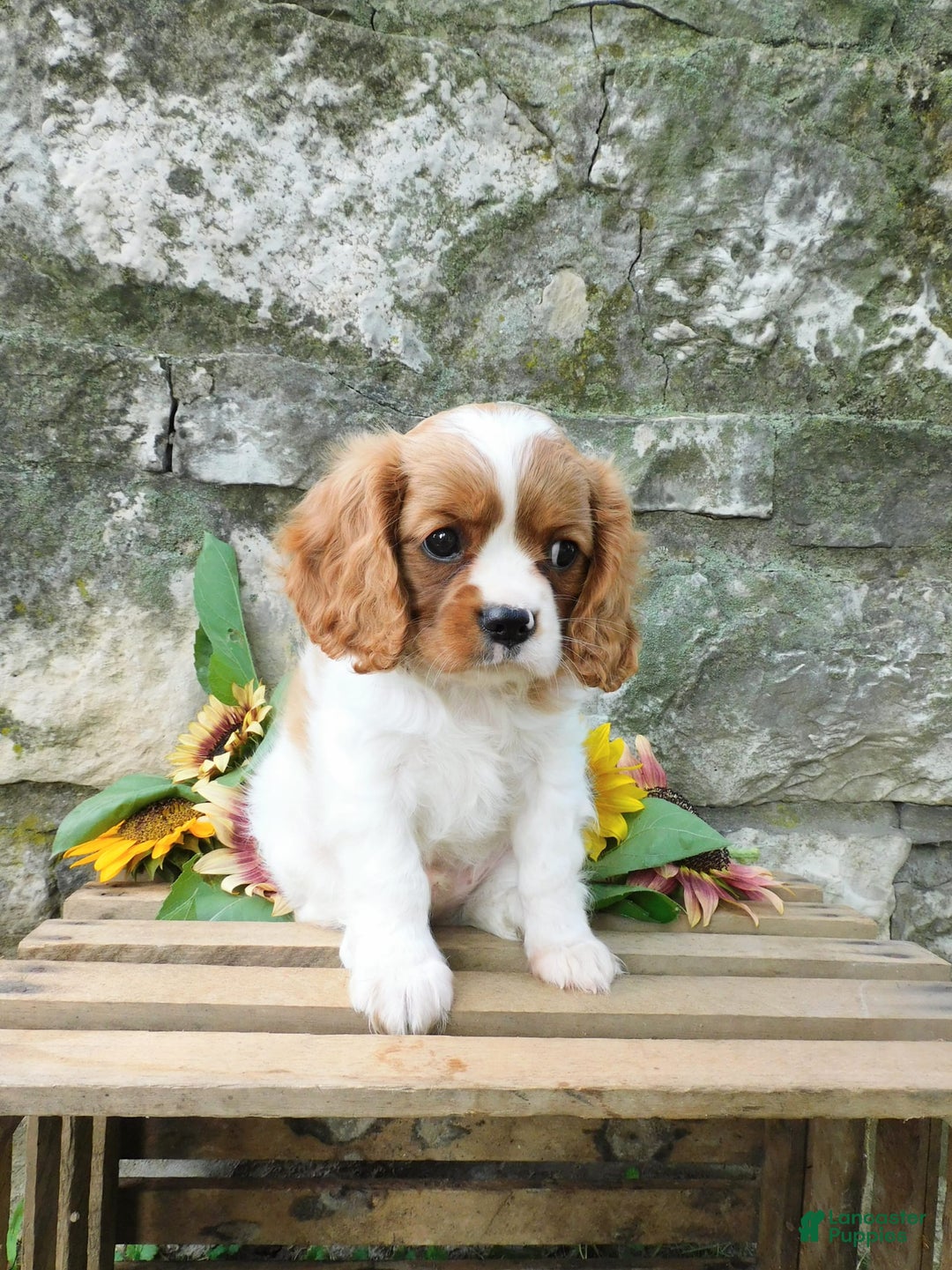 Cavalier King Charles Spaniel dogs for sale: Hunter - Image 2