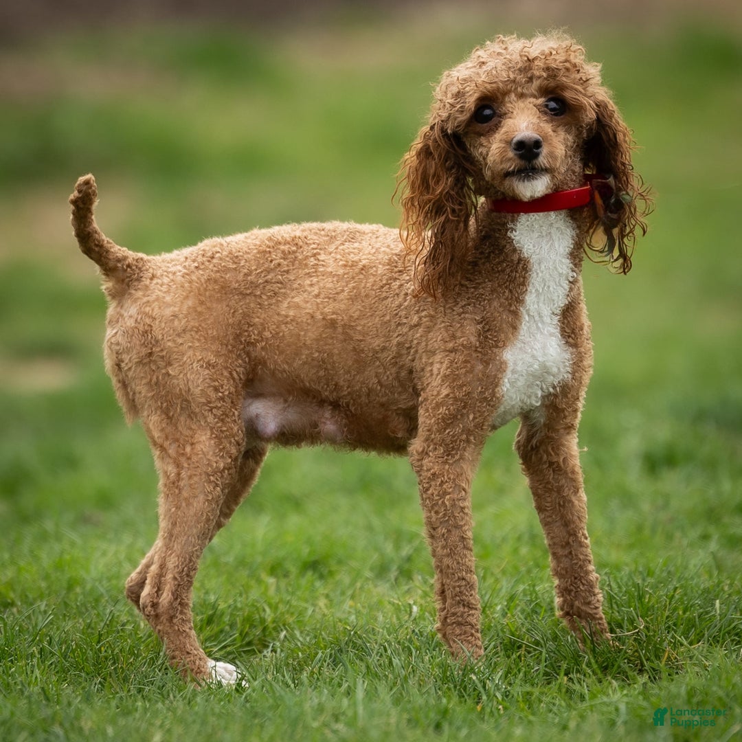 Toy Poodle dogs for sale: Maple Rose - Image 7