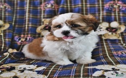 Shih Tzu dogs for sale: Bert - Image 9