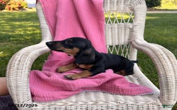 Miniature Dachshund dogs for sale: Matt - Image 7