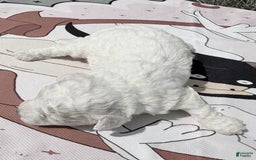 Maltipoo dogs for sale: Jasper - Image 1