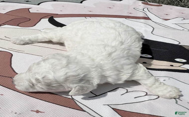 Maltipoo dogs for sale - Ad 3