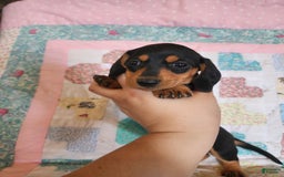 Miniature Dachshund dogs for sale: Peach - Image 3