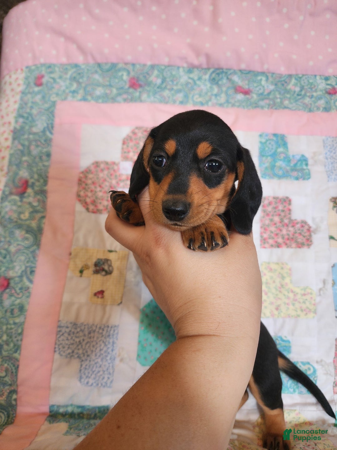 Miniature Dachshund dogs for sale: Peach - Image 3