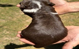 English Springer Spaniel dogs for sale: Male 3 - Image 1