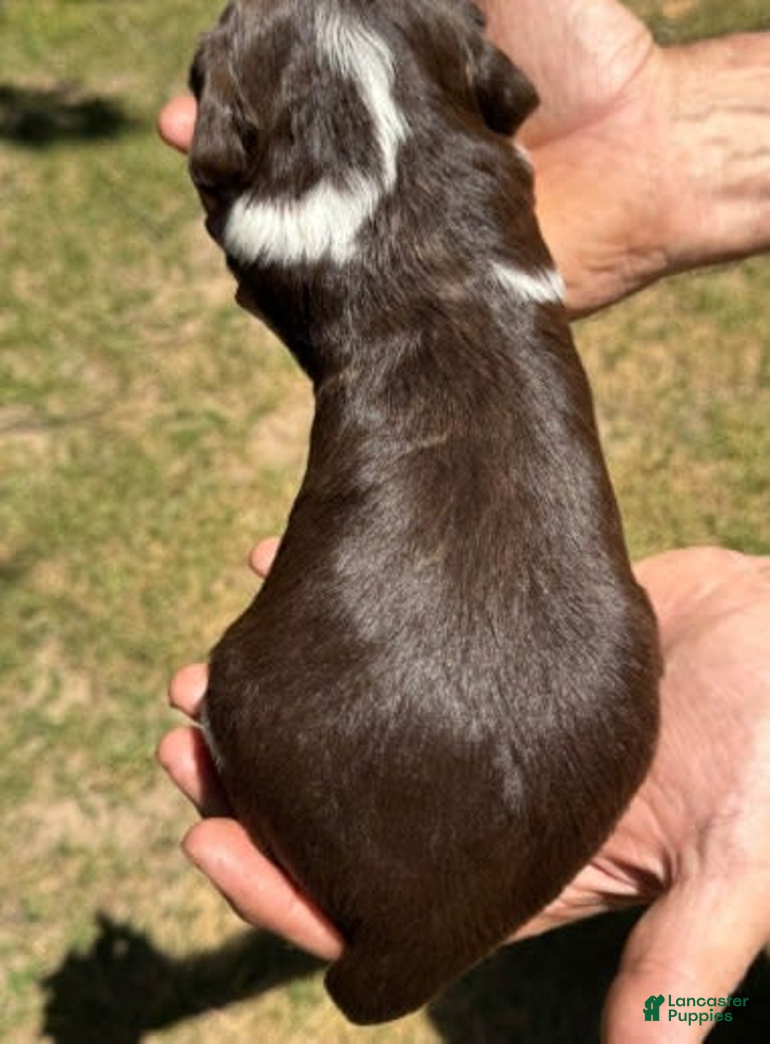 English Springer Spaniel dogs for sale: Male 3 - Image 1