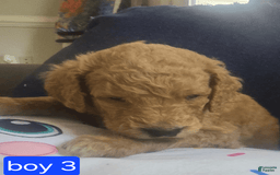 Goldendoodle dogs for sale: Mack - Image 2