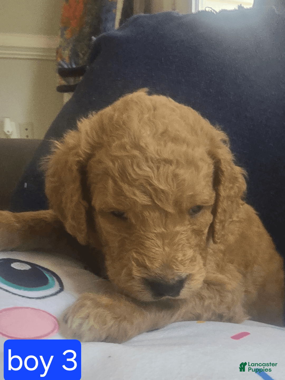 Goldendoodle dogs for sale: Mack - Image 2