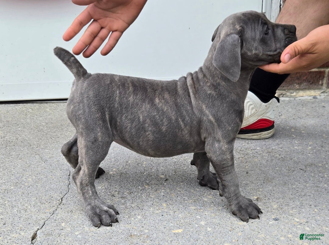 Cane Corso dogs for sale: Hawks Izzy - Image 4