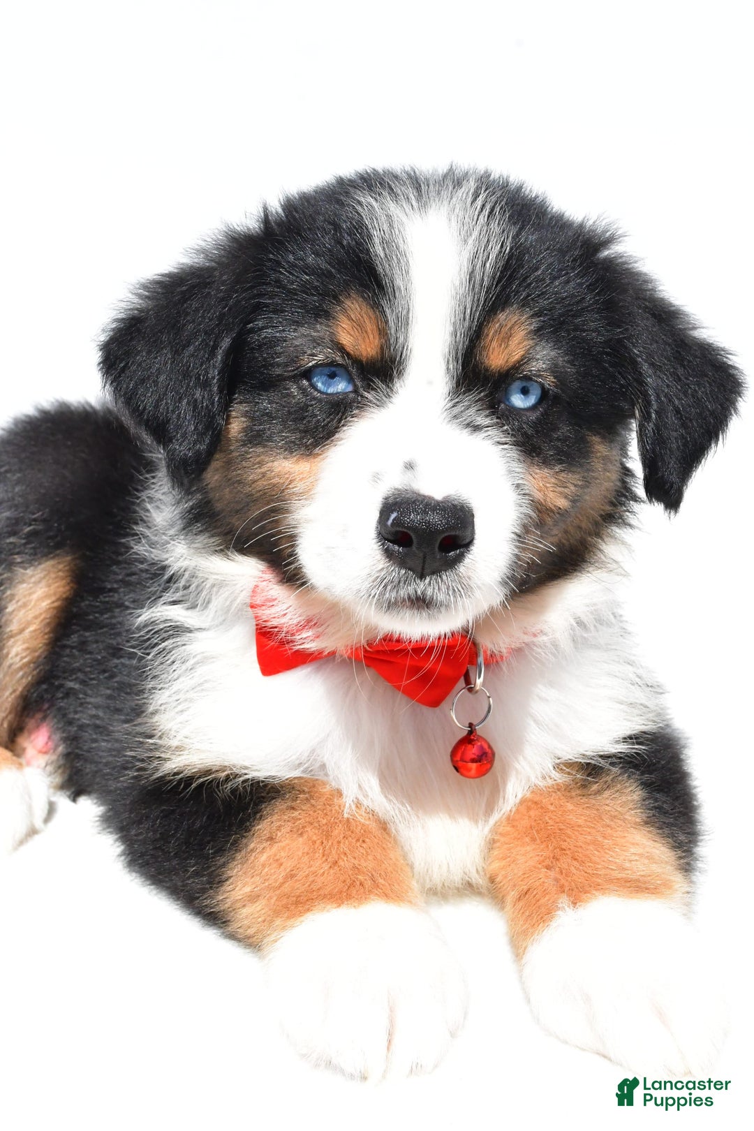 Australian Shepherd dogs for sale: Kylo - Image 8
