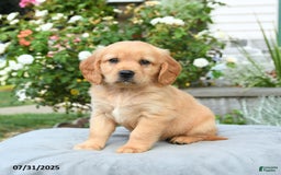 Miniature Golden Retriever dogs for sale: Sunny - Image 2