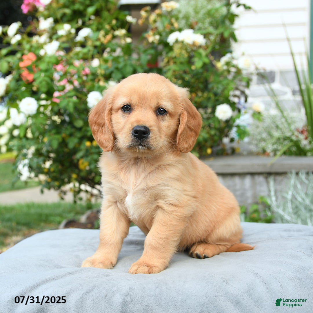 Miniature Golden Retriever dogs for sale: Sunny - Image 2
