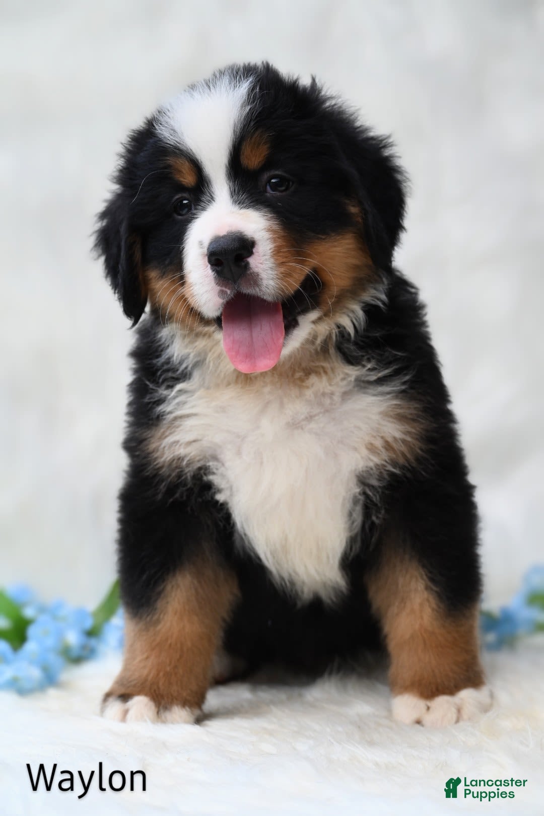 Bernese Mountain Dog dogs for sale: Waylon - Image 2