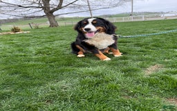 Bernedoodle dogs for sale: Dustin - Image 10