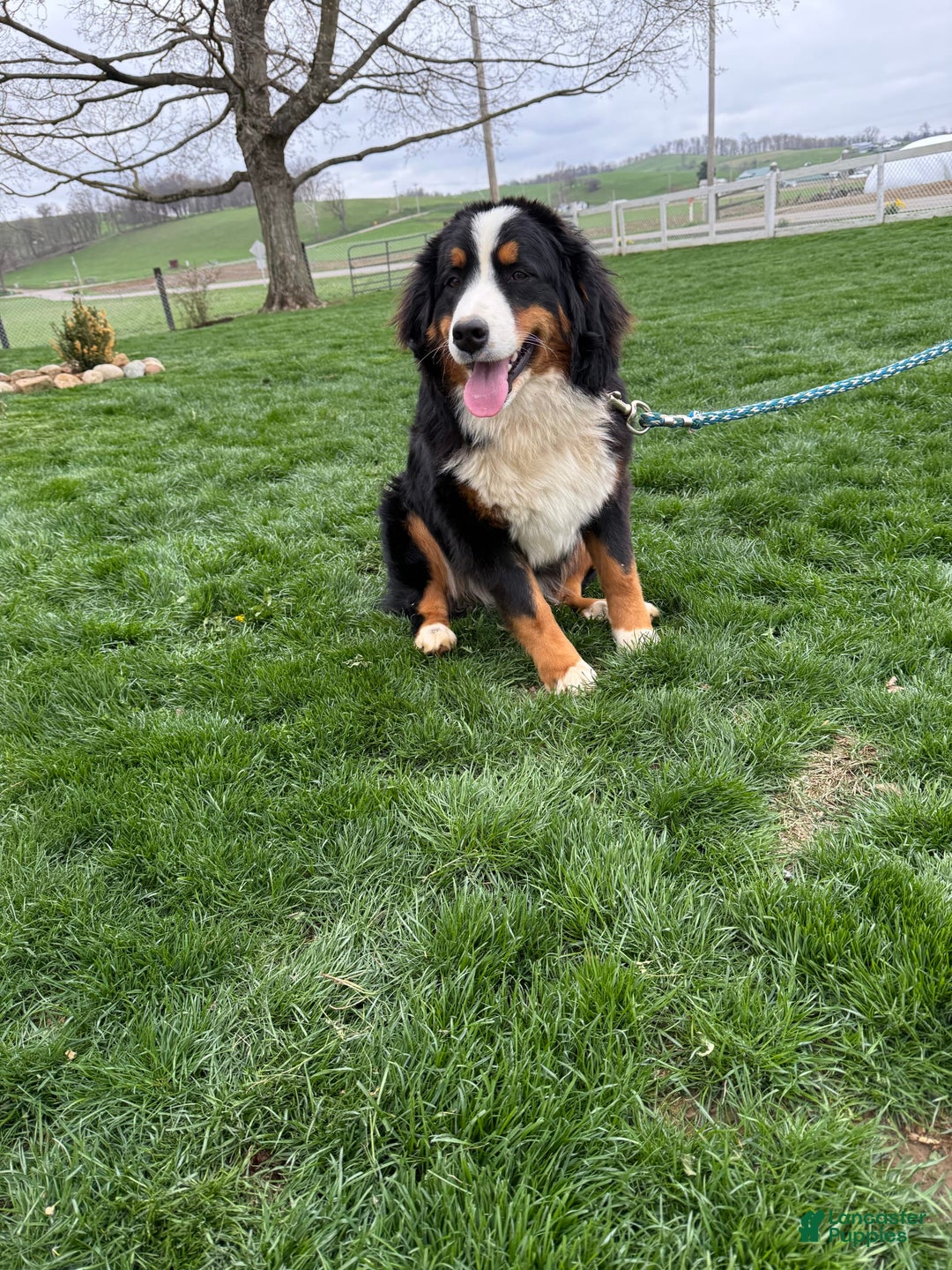 Bernedoodle dogs for sale: Dustin - Image 10