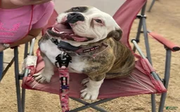 Olde English Bulldogge dogs for sale: Puck - Image 6