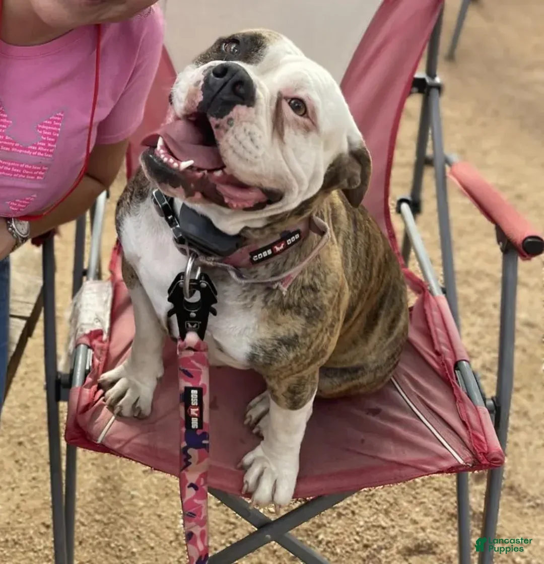 Olde English Bulldogge dogs for sale: Puck - Image 6