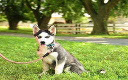 Siberian Husky dogs for sale: Bailey - Image 5