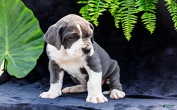 Great Dane dogs for sale: Missy - Image 27