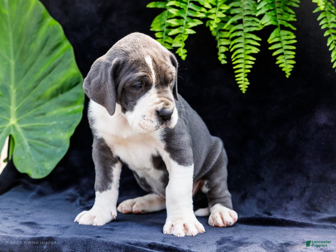 Great Dane dogs for sale: Missy - Image 27