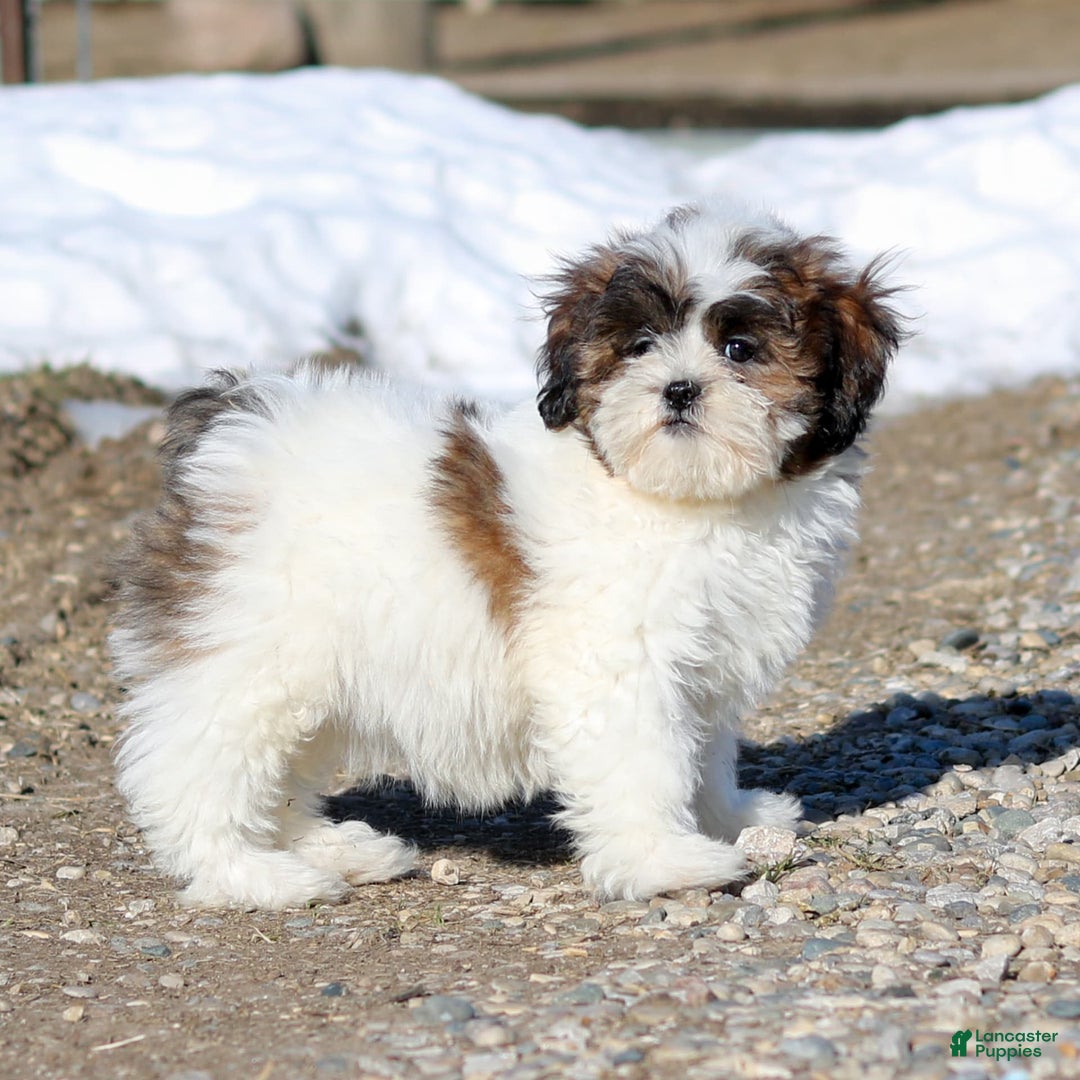 Shihpoo dogs for sale: Anya - Image 5