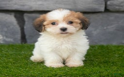 Havanese dogs for sale: Clover - Image 6