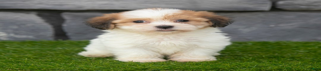 Clover