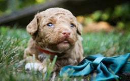 Miniature Poodle dogs for sale: Miniature Poodle 4 puppies - Image 9