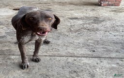 German Shorthaired Pointer dogs for sale: Girl 4 - Image 2
