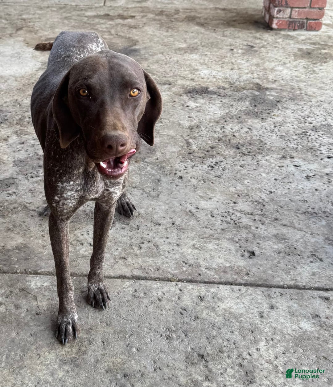 German Shorthaired Pointer dogs for sale: Girl 4 - Image 2