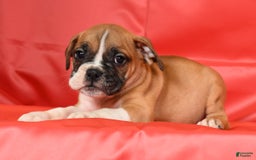Beabull dogs for sale: Kennedi - Image 5