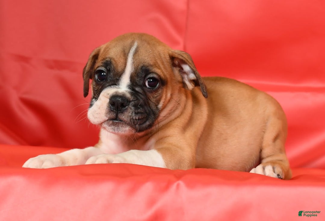 Beabull dogs for sale: Kennedi - Image 5