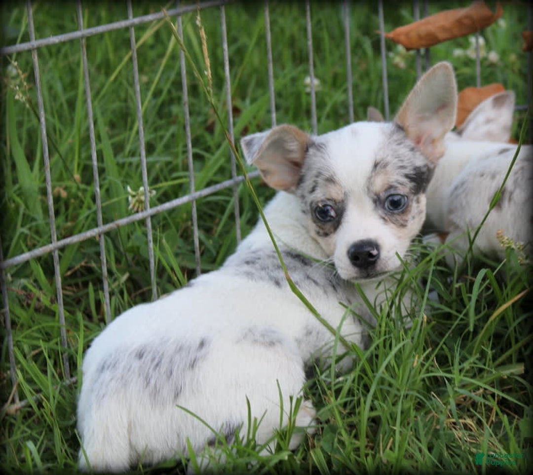 Chihuahua dogs for sale: Merle Alonzo - Image 1