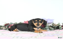 Miniature Dachshund dogs for sale: Cola - Image 1