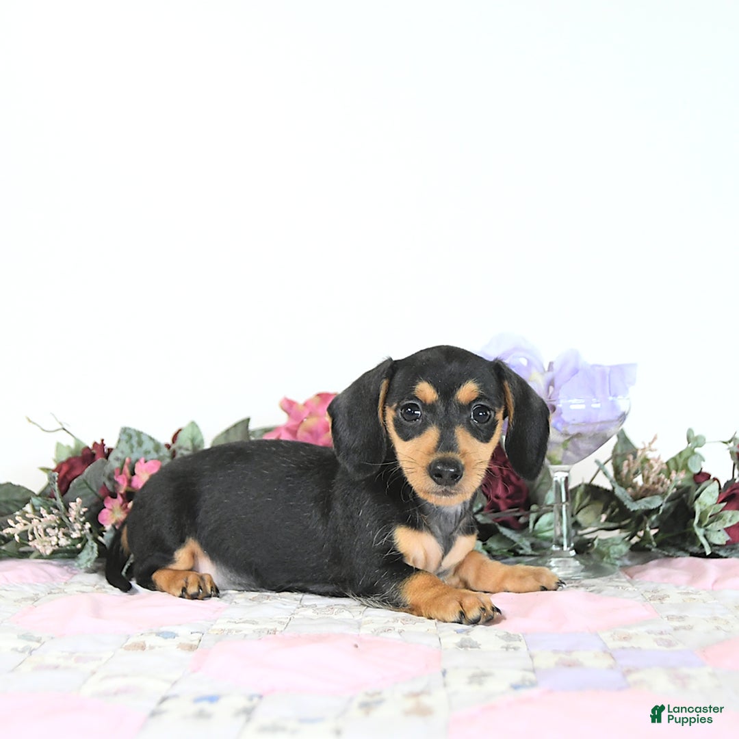 Miniature Dachshund dogs for sale: Cola - Image 1