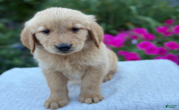 Golden Retriever dogs for sale - Ad 2