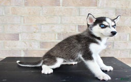 Siberian Husky dogs for sale: Atta - Image 3