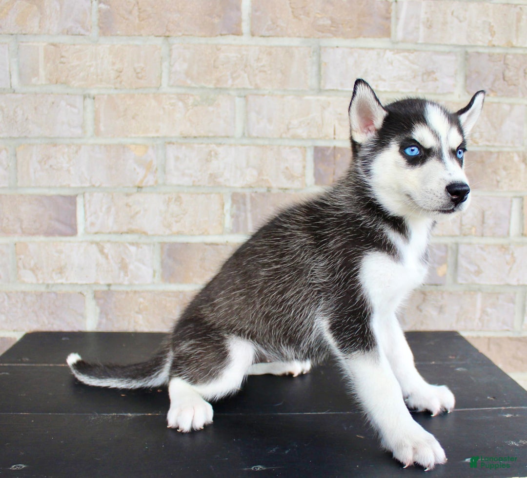 Siberian Husky dogs for sale: Atta - Image 3
