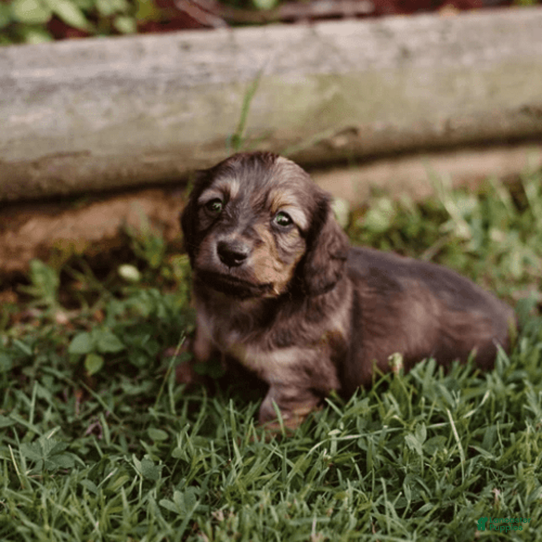 Dachshund dogs for sale: Shaded Cream Male - Image 10