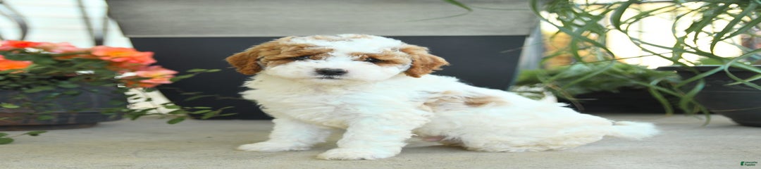 Graham
